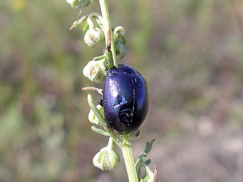 Coleottero da determinare 2: Chrysolina olivieri veneta ??